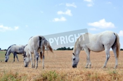 Fototapete Pferde am blauen himmel