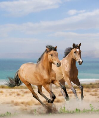 Fototapete Pferde am strand