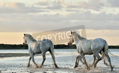 Fototapete Pferde am strand in einer herde