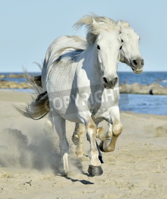 Fototapete Pferde am strand weiße