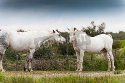 Fototapete Pferde auf dem bauernhof