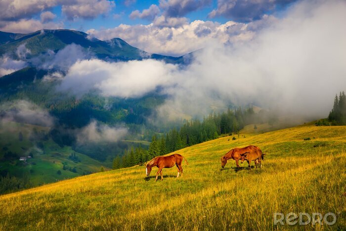 Fototapete Pferde auf der Wiese an den Bergen