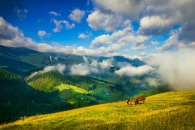 Pferde auf einer Bergwiese
