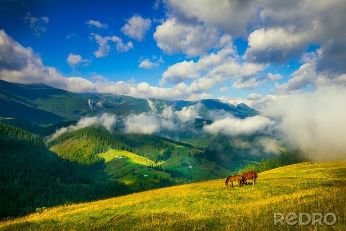 Fototapete Pferde auf einer Bergwiese