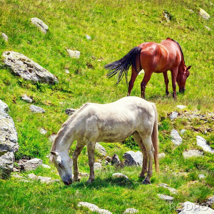 Fototapete Pferde auf einer felsigen wiese