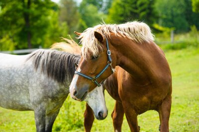 Fototapete Pferde auf einer sommerwiese