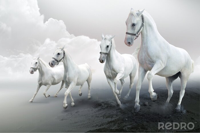 Fototapete Pferde auf grauer straße
