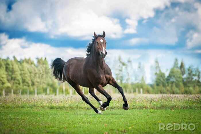 Fototapete Pferde braunes Reitpferd läuft auf einer Lichtung