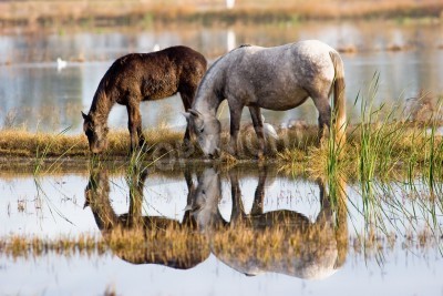 Fototapete Pferde, die sich auf der seeoberfläche widerspiegeln