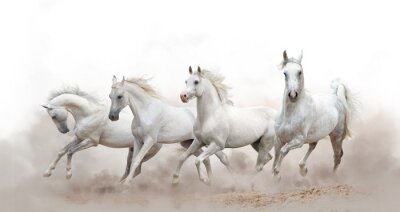 Pferde galoppieren inmitten des Weißes