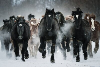Pferde im schnellen Galopp an einem Wintertag