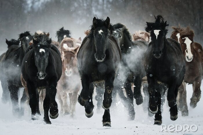 Fototapete Pferde im schnellen Galopp an einem Wintertag