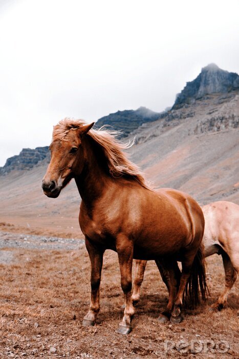 Fototapete Pferde in einer gebirgigen landschaft