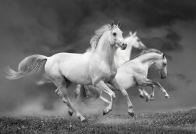 Fototapete Pferde in einer monochromen version