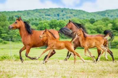 Fototapete Pferde mit grünen hügeln im hintergrund