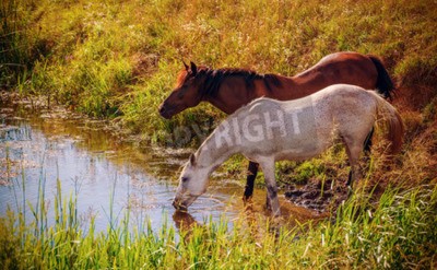 Fototapete Pferde trinken wasser aus dem fluss