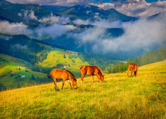 Fototapete Pferde vor dem Hintergrund der Berge im Nebel