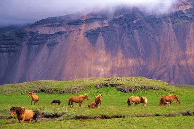 Fototapete Pferde vor dem Hintergrund isländischer Felsen