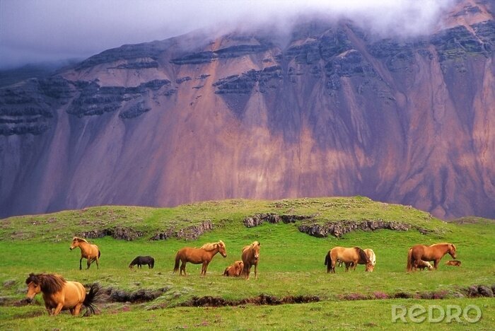 Fototapete Pferde vor dem Hintergrund isländischer Felsen