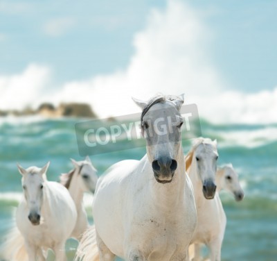 Fototapete Pferdeherde im ozean