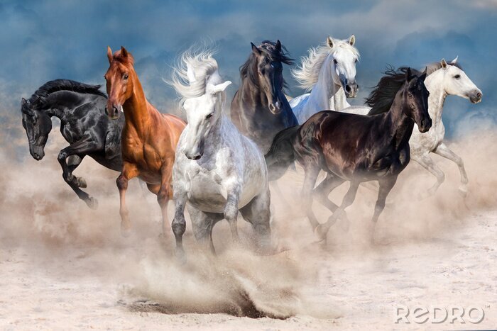 Fototapete Pferdeherde läuft im Wüstenstaubsturm