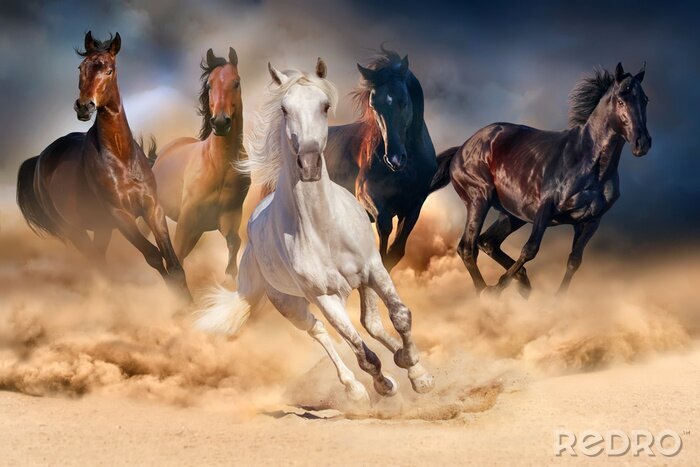 Fototapete Pferdeherde Lauf in der Wüste Sandsturm gegen dramatischen Himmel