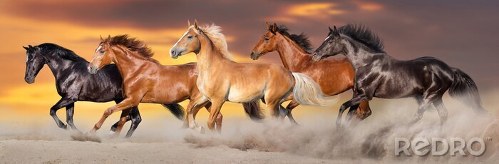 Fototapete Pferderassen im Galopp