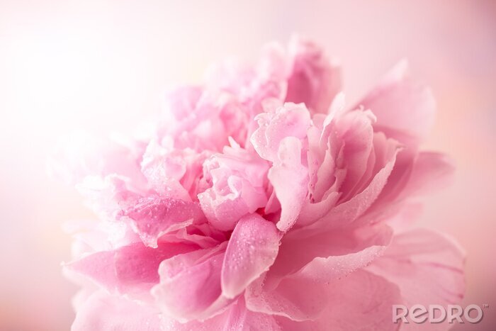 Fototapete Pfingstrose auf rosa Hintergrund