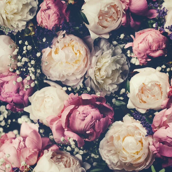 Fototapete Pfingstrosen mit Schleierkraut auf dunklem Hintergrund