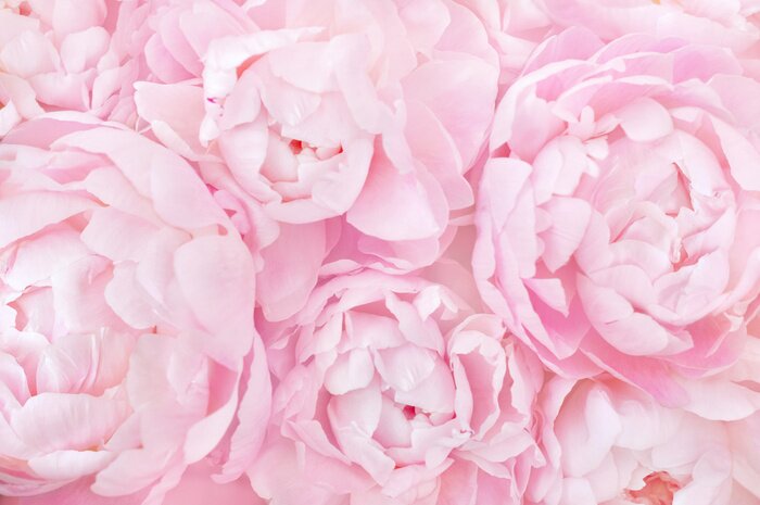 Fototapete Pfingstrosen Rosa  auf Makrofotografie