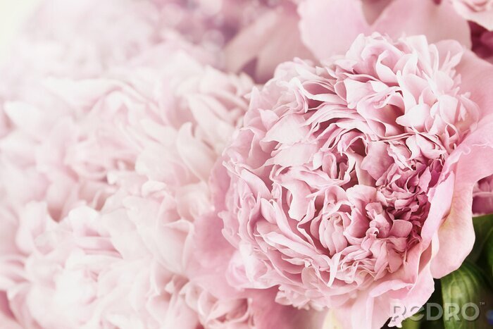 Fototapete Pfingstrosen und Sonnenlicht