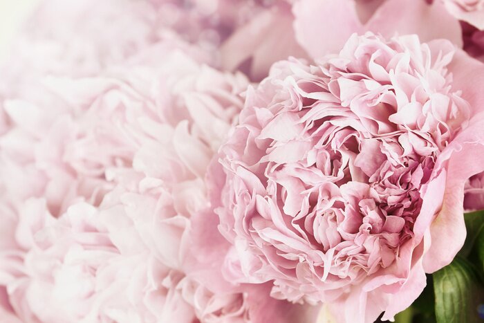 Fototapete Pfingstrosen und Sonnenlicht