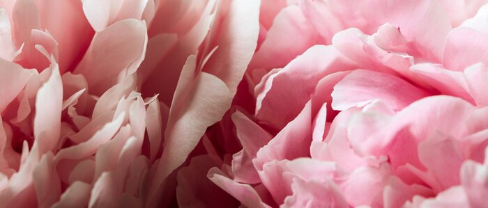 Fototapete Pfingstrosenblüten aus nächster Nähe