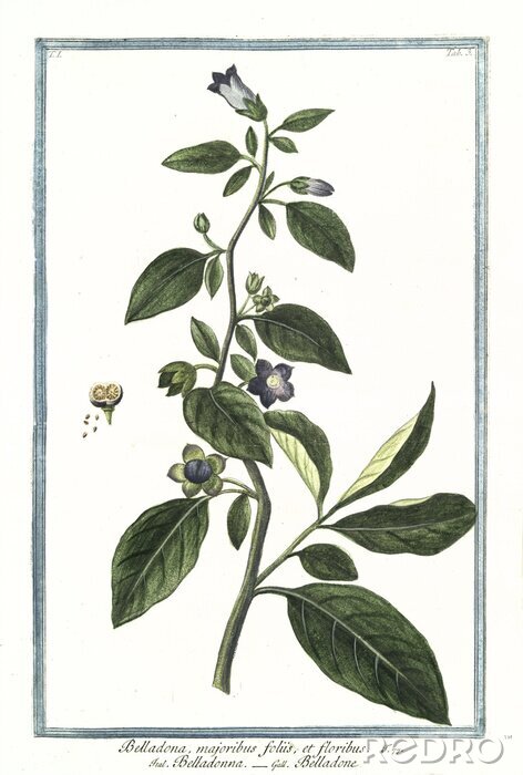 Fototapete Pflanze mit violetten Blumen Illustration aus dem Atlas