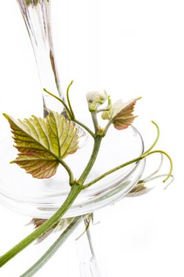Fototapete Pflanze und Glas