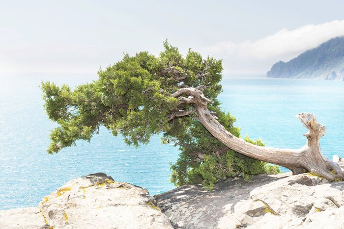 Fototapete Pflanzen am Meer