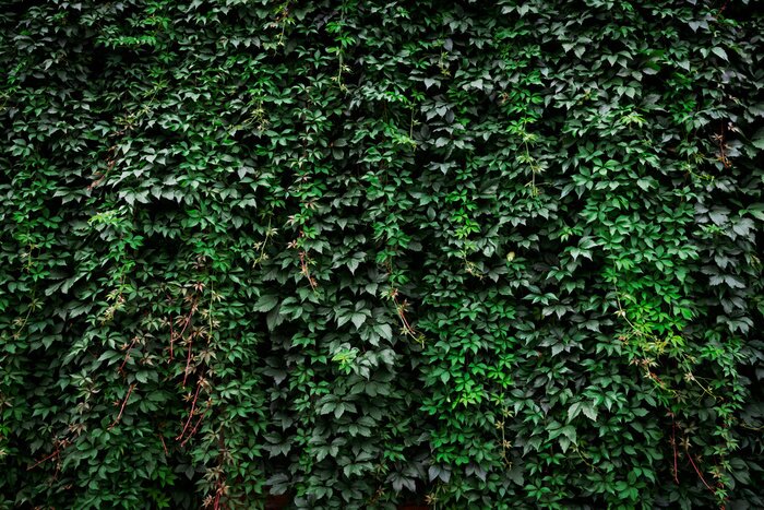 Fototapete Pflanzen an der Wand des Gebäudes