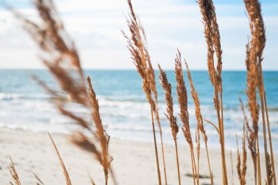 Fototapete Pflanzen auf Meeresdünen