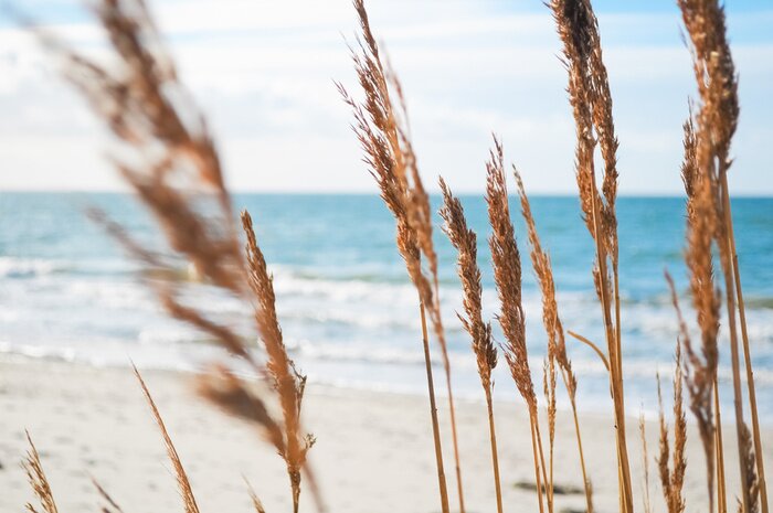 Fototapete Pflanzen auf Meeresdünen