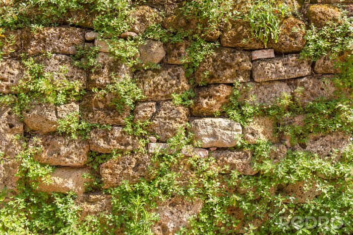 Fototapete Pflanzen auf Steinmauer
