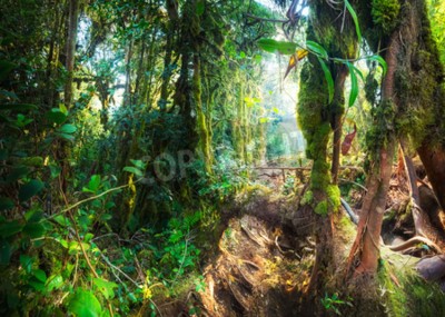 Fototapete Pflanzen des tropischen Dschungels