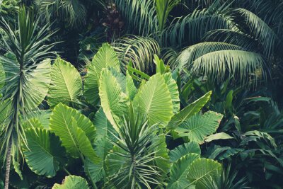 Fototapete Pflanzen direkt aus dem Dschungel