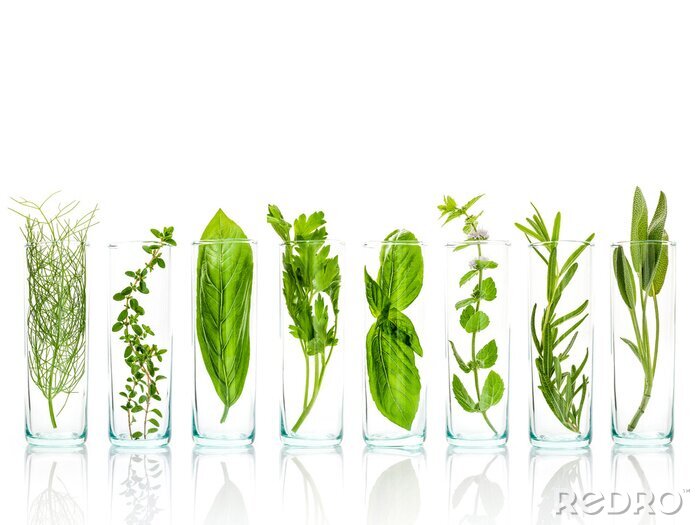 Fototapete Pflanzen grün in Vasen