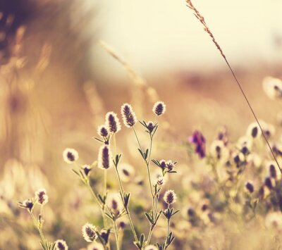 Fototapete Pflanzen im Feld Nahaufnahme