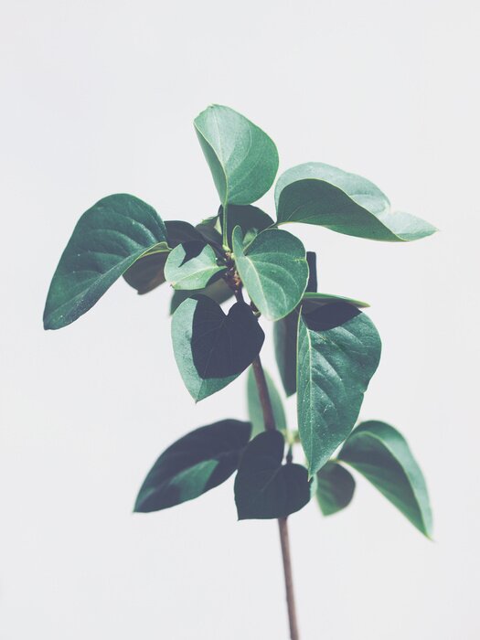 Fototapete Pflanzen im Vintagestil