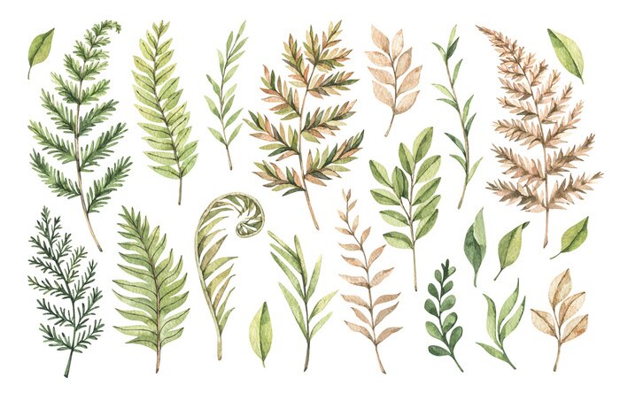 Fototapete Pflanzen in Abbildung