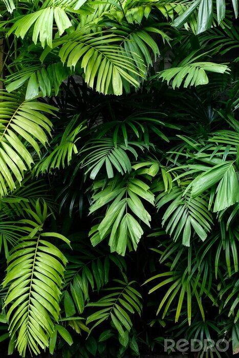 Fototapete Pflanzen in tropischem Garten