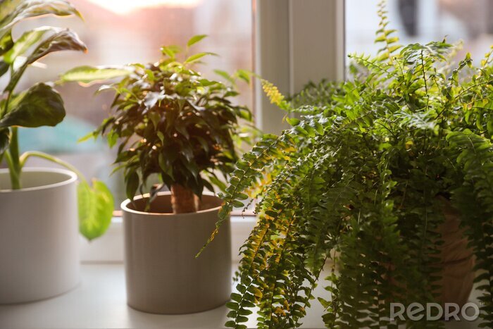 Fototapete Pflanzen mit Fenster im Hintergrund