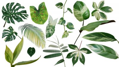 Fototapete Pflanzen und Blätter auf weißem Hintergrund
