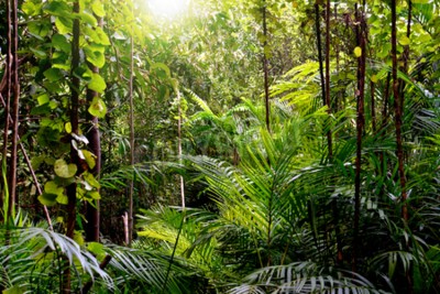 Fototapete Pflanzen und Lianen im Dschungel